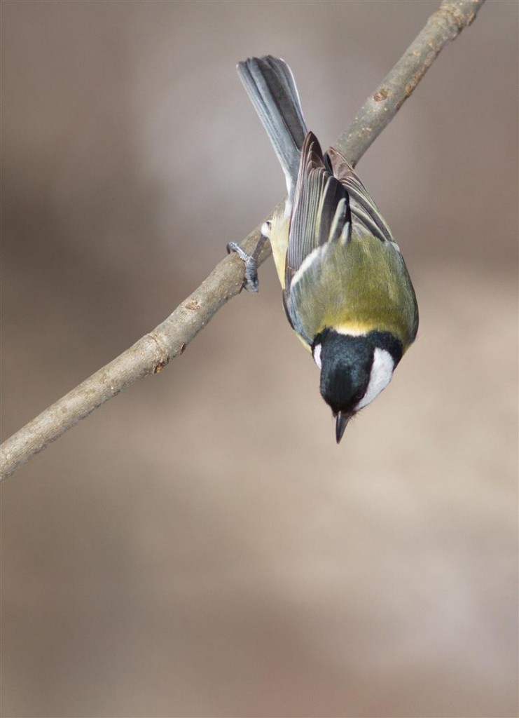 IMG_2592A (Large)